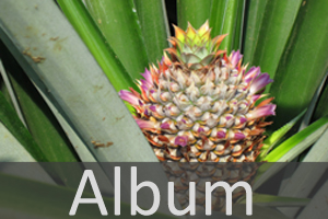 Album Bromeliengewaechse.jpg